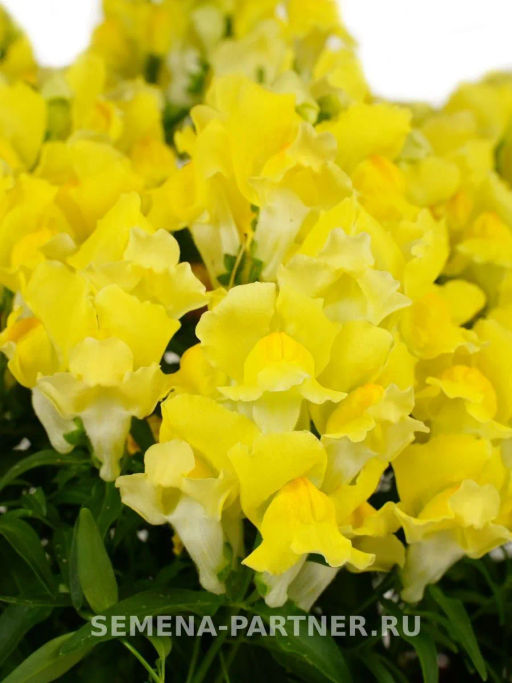 Львиный Зев низкорослый крупноцветковый Гранд Аморе Умберто - Партнер фото 3