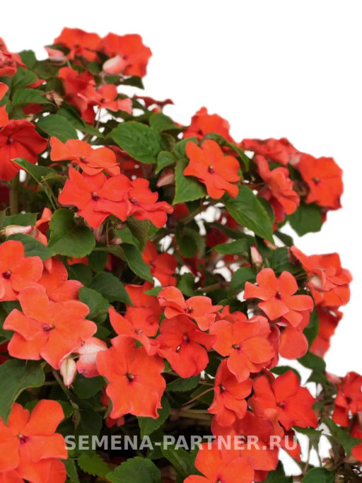 Бальзамин Уоллера крупноцветковый Оранж Краун - Партнер фото 3