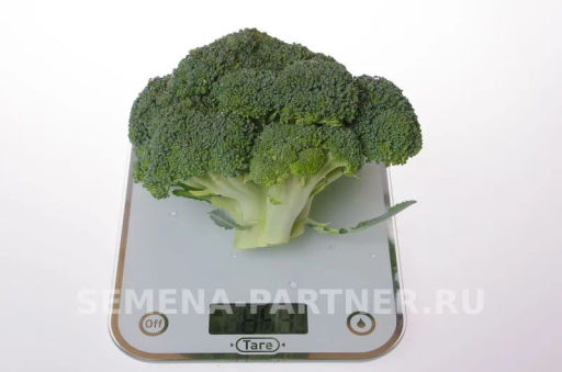 Капуста брокколи Фиеста - Партнер фото 3