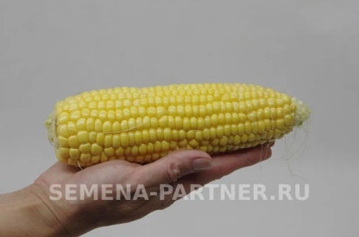 Кукуруза Спирит - Партнер фото 3