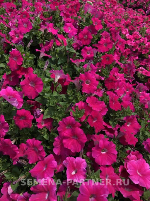 Петуния Итальянка Мануэлла каскадная розовая - Партнер фото 2