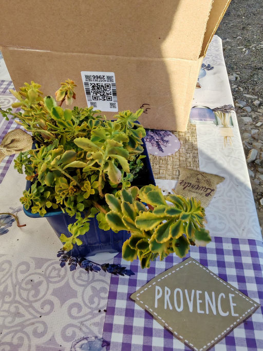 Очиток Миддендорфа Вариегата