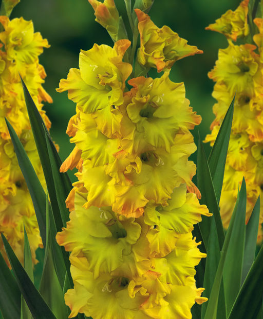 ГЛАДИОЛУС Блитц Разбор 10/12 Кол-во упак., шт 8