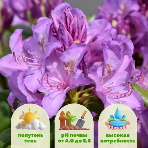 Рододендрон Катевбинский Грандифлорум