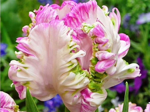 Тюльпан WEBERS PARROT (Веберс Пэррот) - Долина роз фото 4