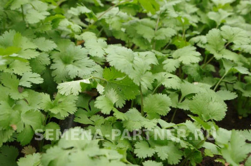 Кориандр Карибе - Партнер фото 7