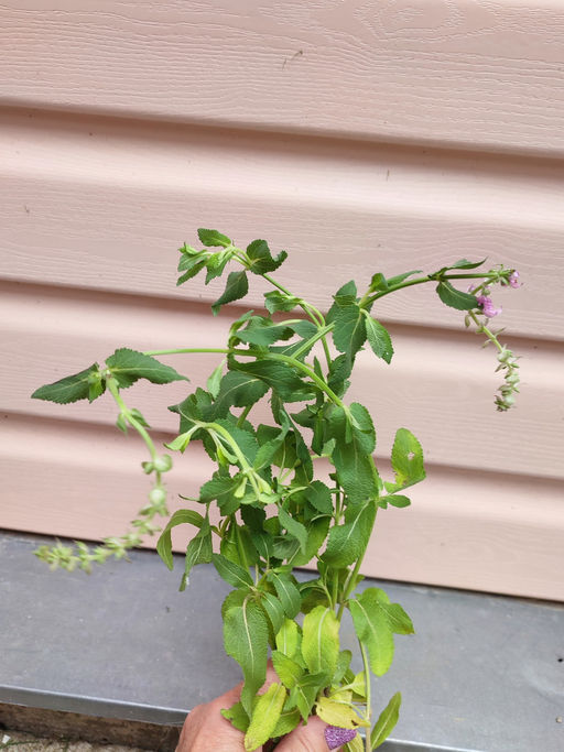 Шалфей дубравный Роуз Квин