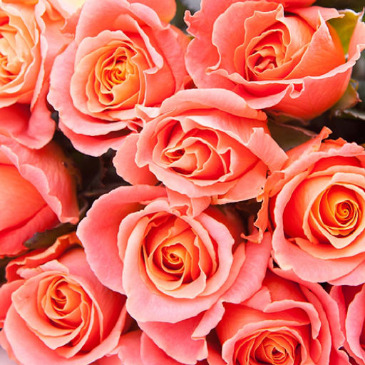 R320 МИСС ПИГГИ