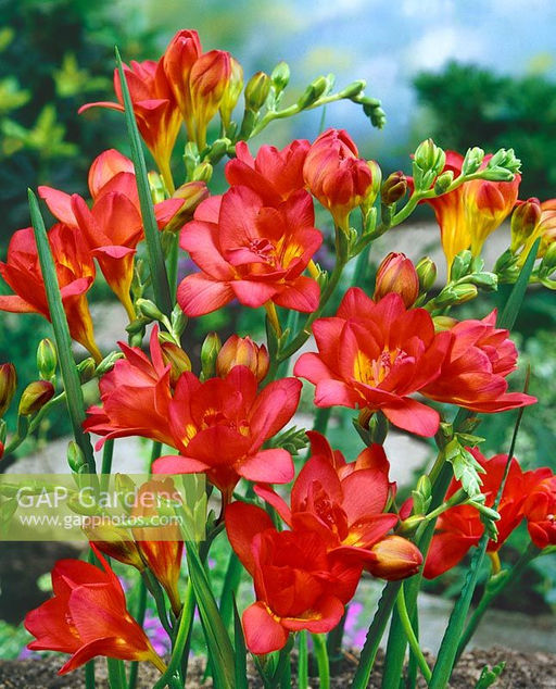 ФРЕЗИЯ Махровая Красная Разбор 5/6 Кол-во упак., шт 10