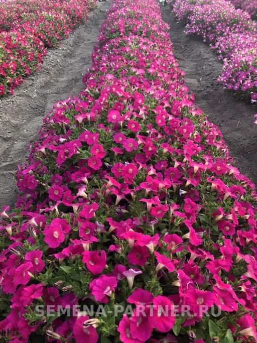 Петуния МиМи Жаклин каскадная розовая с глазком - Партнер фото 6