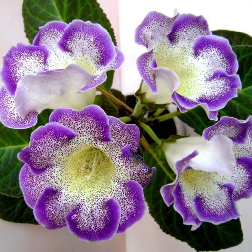 Глоксиния Tigre Blue - Голландские луковицы фото 2