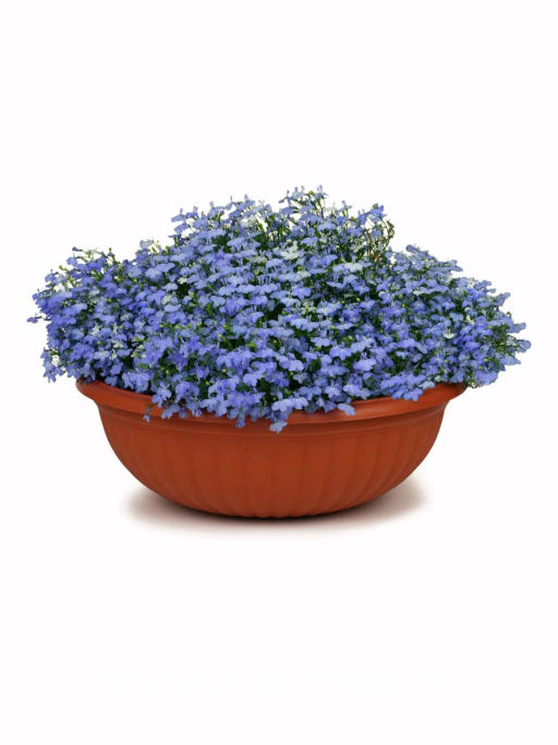 Лобелия каскадная Ривьера Скай Блю - Партнер фото 5