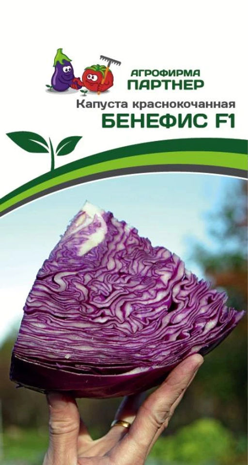 Капуста краснокочанная Бенефис