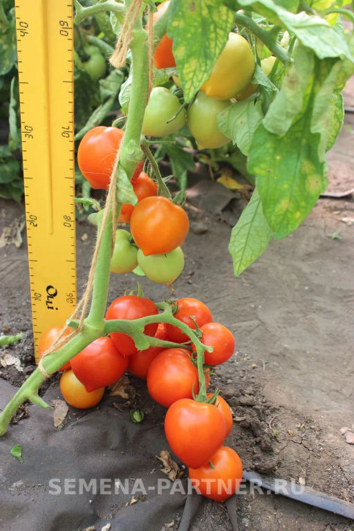 Томат Агаша - Партнер фото 4