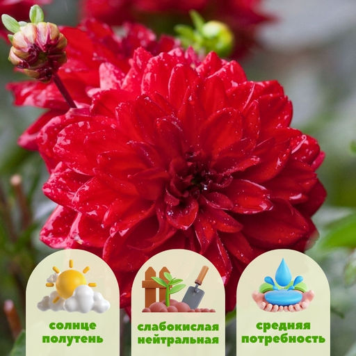 Георгина Гэллери Сингер бордюрная - Долина роз фото 2