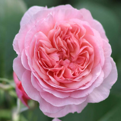 Роза Эвиге Пасси (Спрей) 1шт