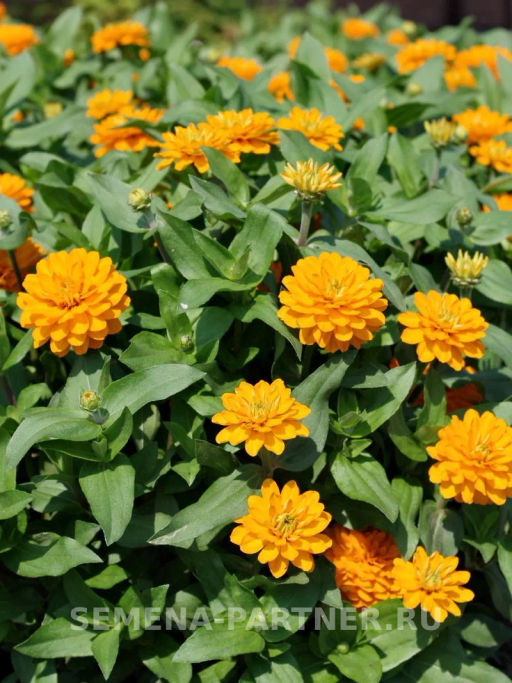 Цинния махровая Барышня-крестьянка Мандариновый Конфитюр - Партнер фото 5