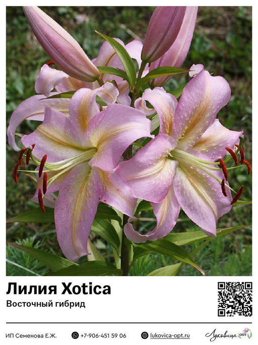 Лилия Xotica (Восточный ориентальный гибрид)