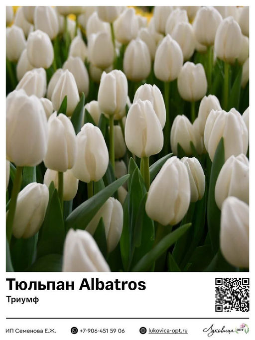 Тюльпан Albatros (Триумф)