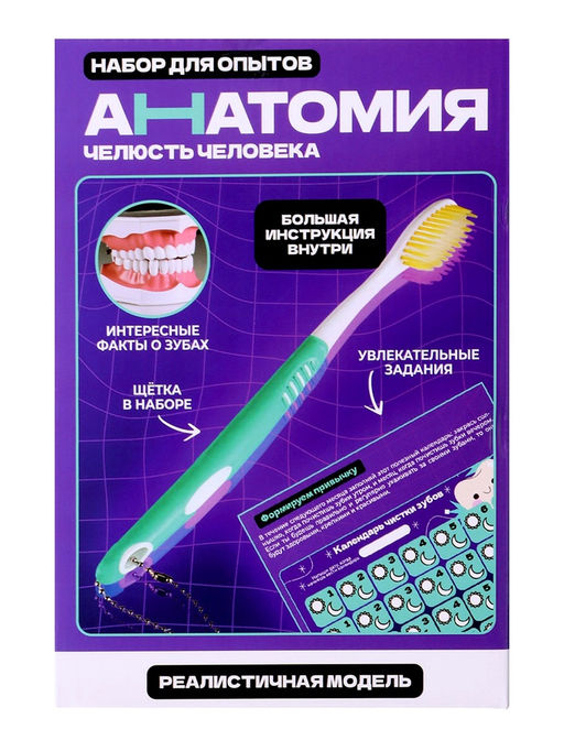 Набор для опытов Анатомия, челюсть человека - Эврики фото 16
