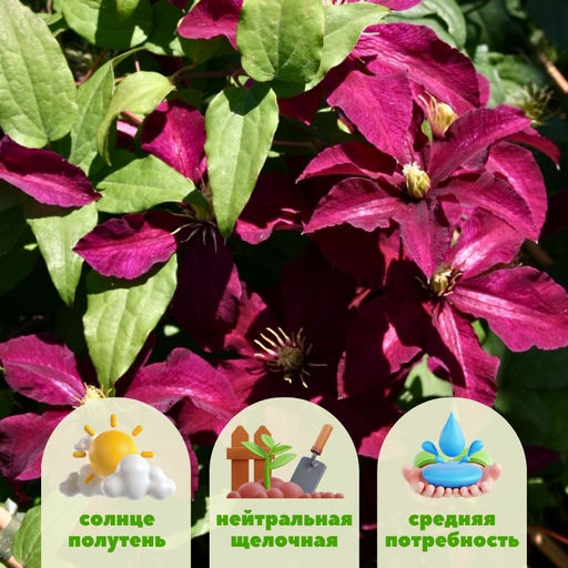 Клематис Ниобе - Долина роз фото 6