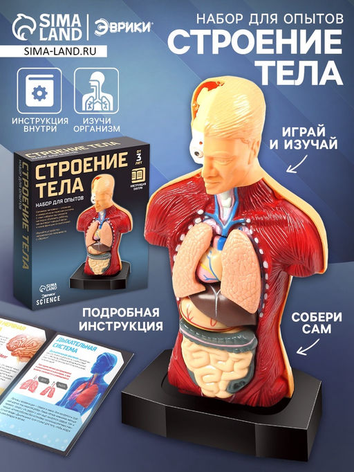 Научный опыт Строение тела - Эврики фото 13