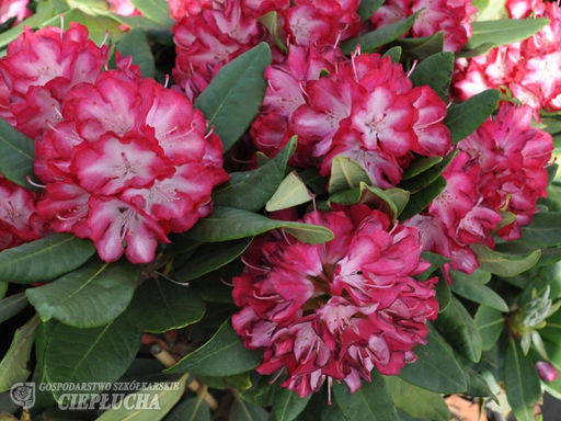 Рододендрон Ann Lindsay (Энн Линдси) - Долина роз фото 2