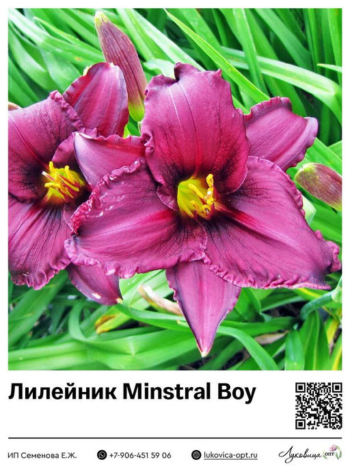 Лилейник Minstral Boy