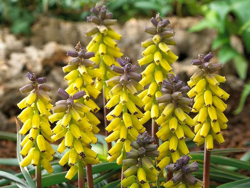Мускари Golden Fragrance (Голден Фрагранс) 2шт - Долина роз фото 2
