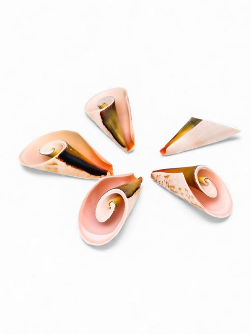 Набор ракушек декоративных, длина 4 см, 5 шт