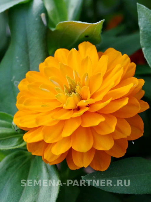 Цинния махровая Барышня-крестьянка Мандариновый Конфитюр - Партнер фото 3