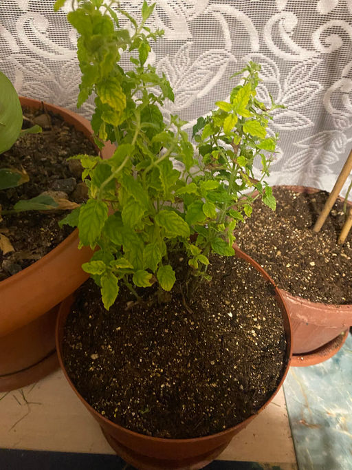 Мята Земляника мелколистная