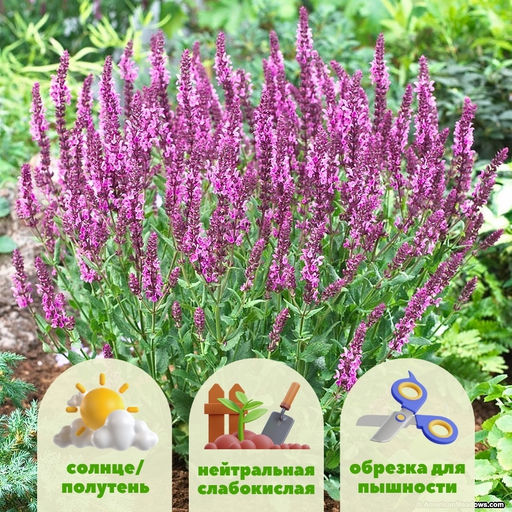 Шалфей дубравный Сенсейшн Роуз - Долина роз фото 2