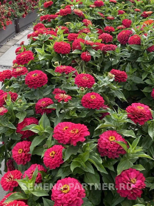 Цинния георгиновидная Сочные тропики Космополитен - Партнер фото 4