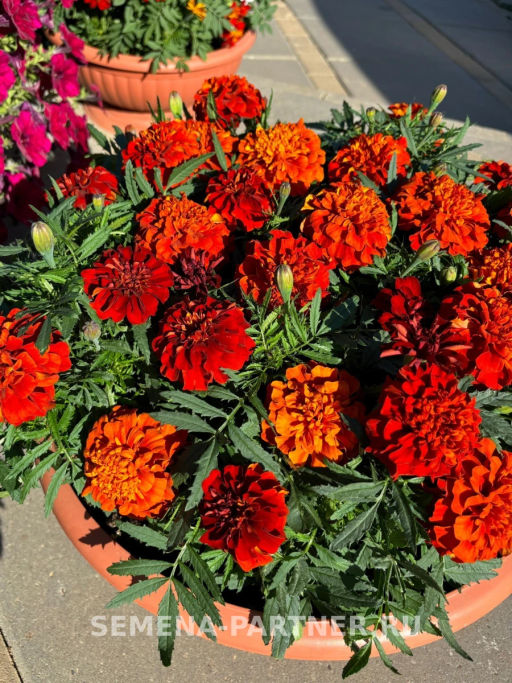 Бархатцы отклоненные Файрболл - Партнер фото 3