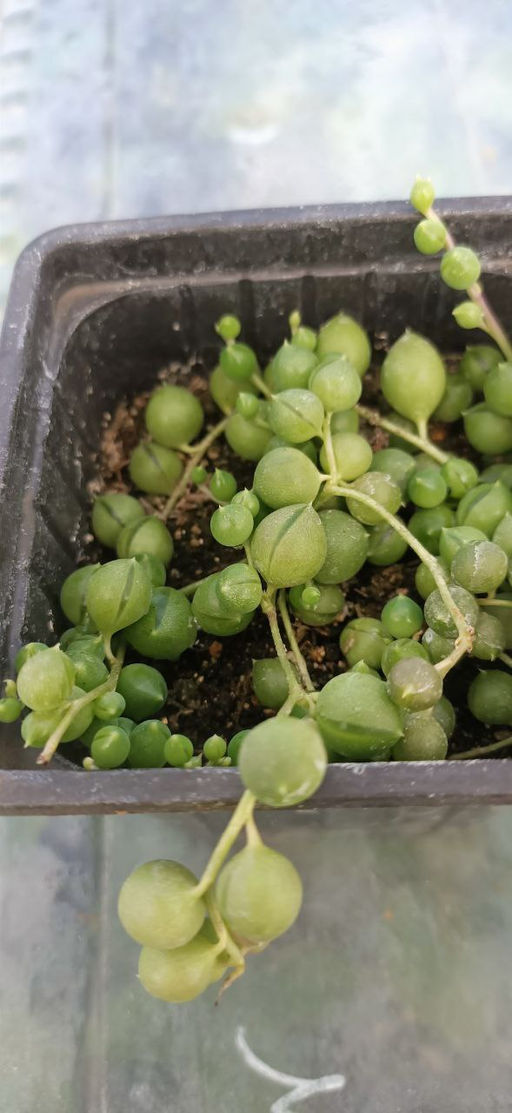 Крестовник Роули