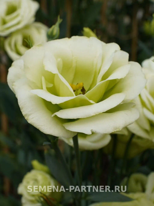 Эустома срезочная махровая лаймовая Принцесса Оливия - Партнер фото 3