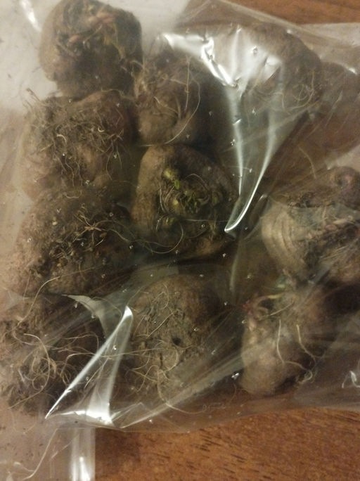 Лиатрис колосковидный (Spicata)