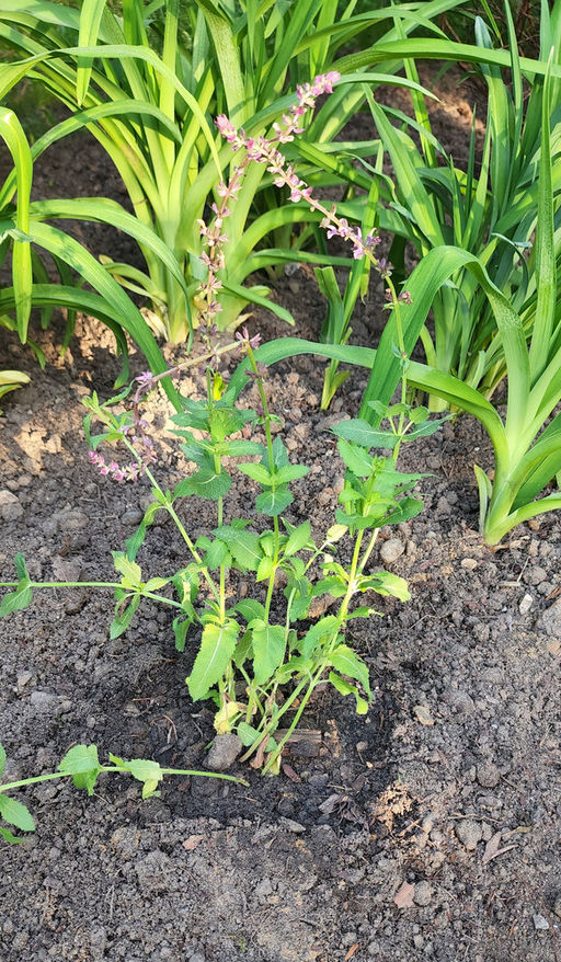 Шалфей дубравный Роуз Квин