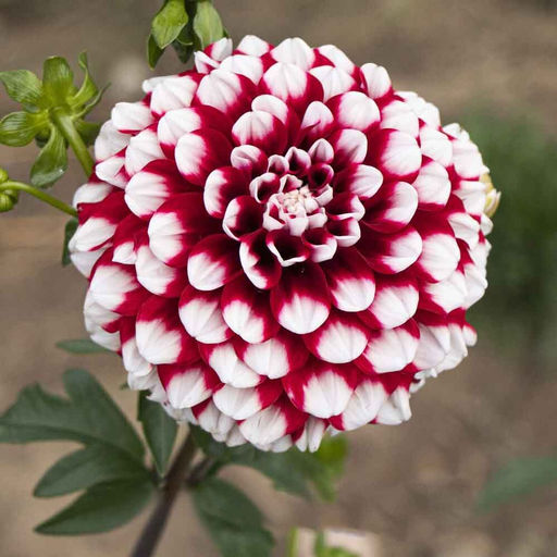 ГЕОРГИНА Чекерс Разбор I Кол-во упак., шт 1